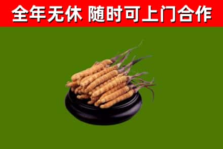 彭州市烟酒回收冬虫夏草.jpg