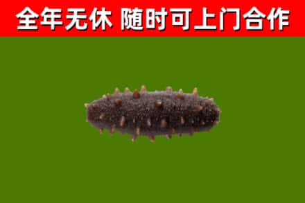 彭州市烟酒回收干海参.jpg